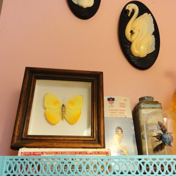 Vintage Wood Framed Orange Sulphur Butterfly oddity curiosity insect bug - Picture 8 of 13